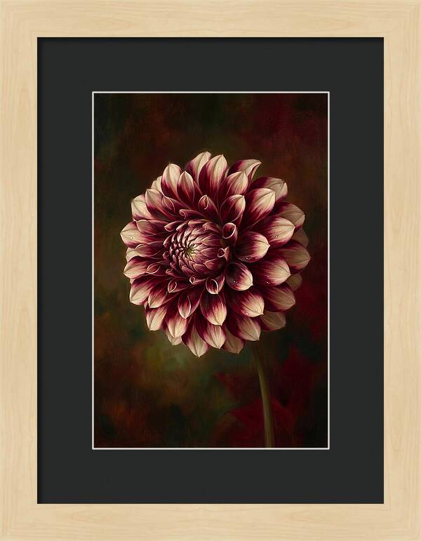 Dahlia Blossom Elegance
