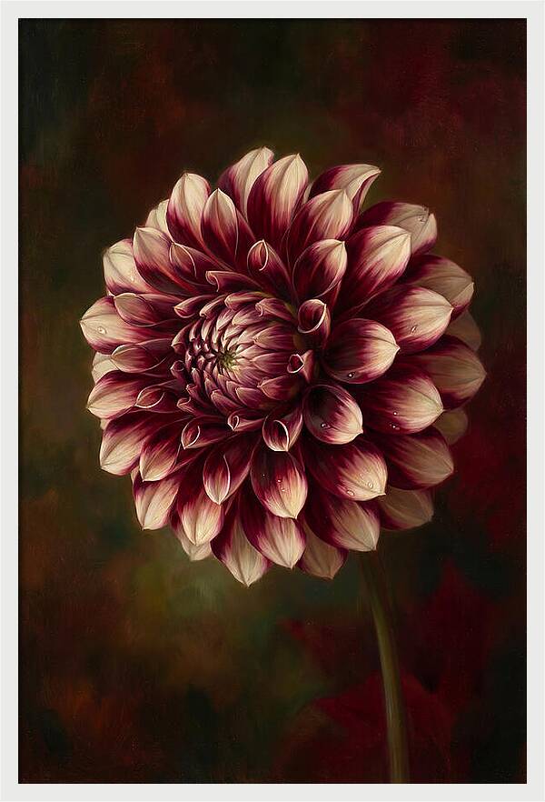 Dahlia Blossom Elegance