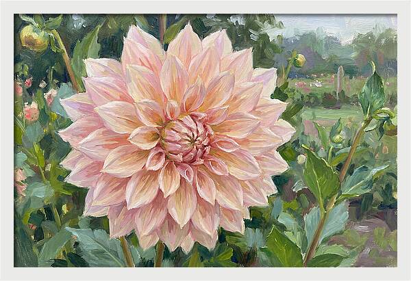 Dahlia Blossom In Bloom