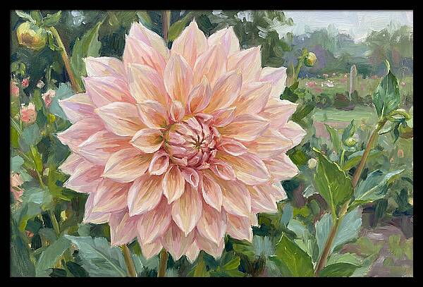 Dahlia Blossom In Bloom