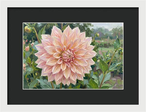 Dahlia Blossom In Bloom