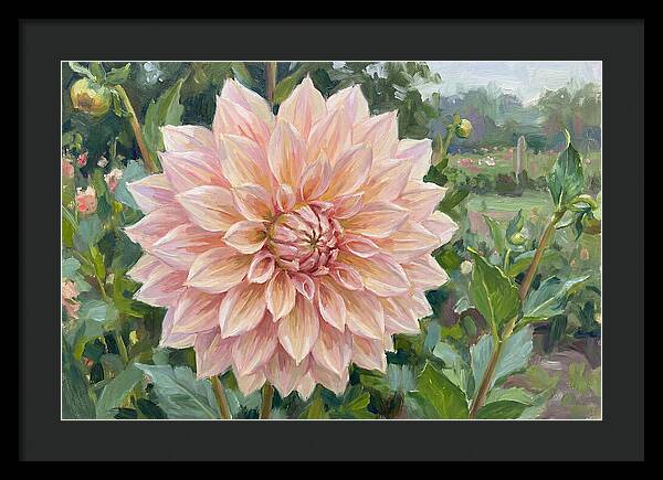 Dahlia Blossom In Bloom