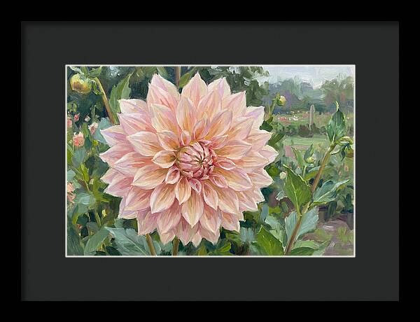 Dahlia Blossom In Bloom