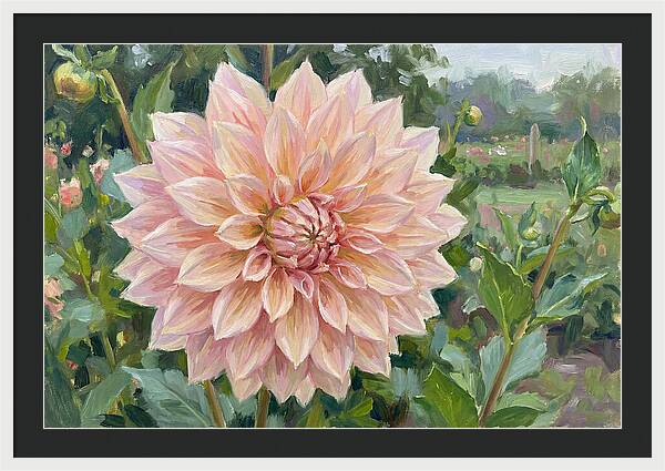 Dahlia Blossom In Bloom