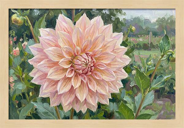 Dahlia Blossom In Bloom