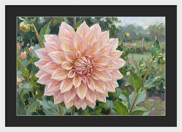 Dahlia Blossom In Bloom