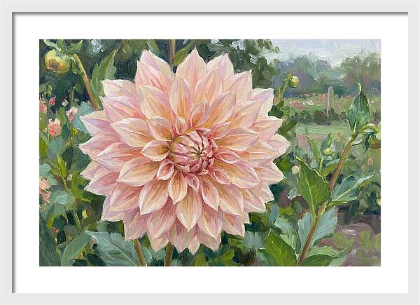 Dahlia Blossom In Bloom