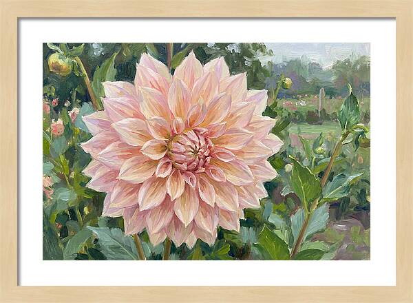 Dahlia Blossom In Bloom