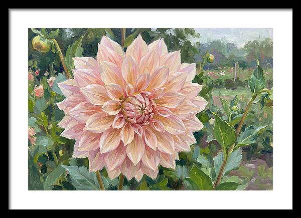 Dahlia Blossom In Bloom