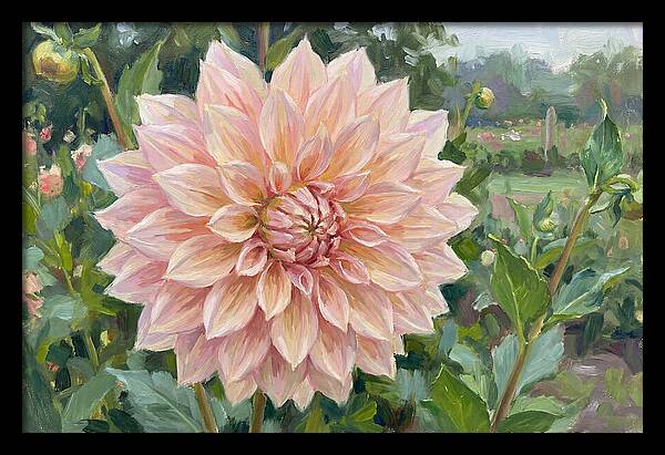 Dahlia Blossom In Bloom