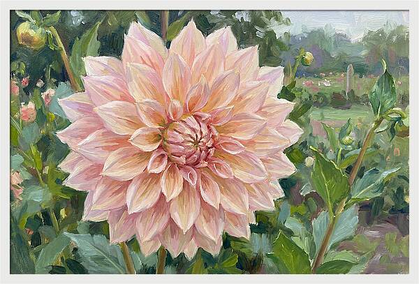 Dahlia Blossom In Bloom