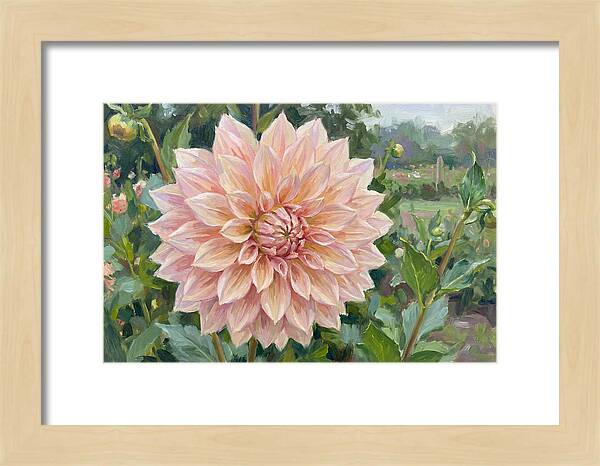 Dahlia Blossom In Bloom