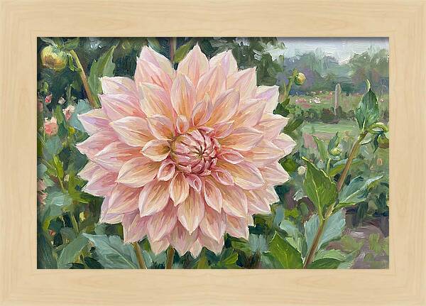Dahlia Blossom In Bloom