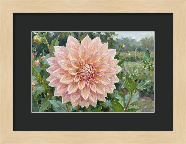 Dahlia Blossom In Bloom