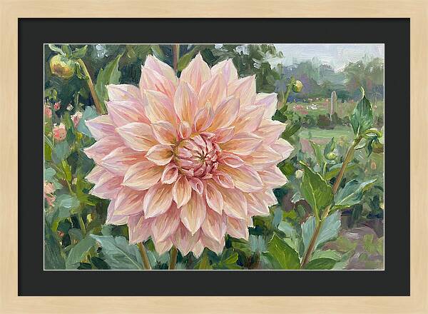 Dahlia Blossom In Bloom
