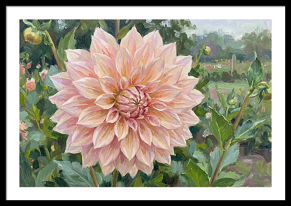Dahlia Blossom In Bloom