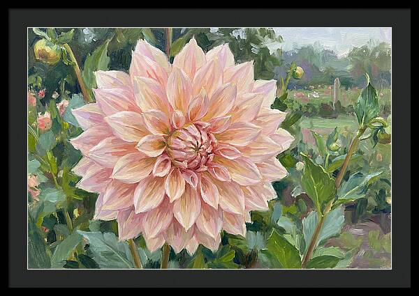 Dahlia Blossom In Bloom