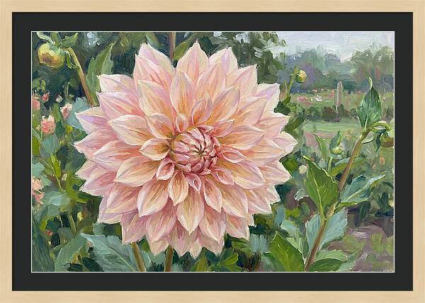 Dahlia Blossom In Bloom