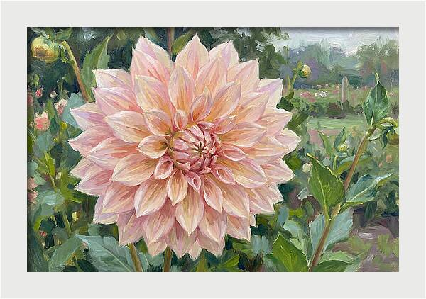 Dahlia Blossom In Bloom