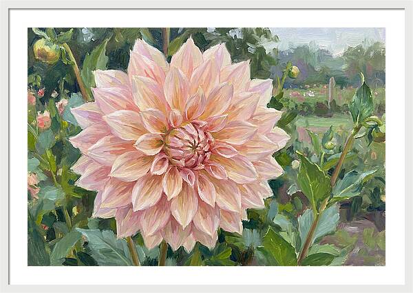 Dahlia Blossom In Bloom