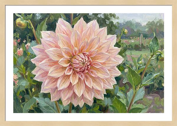 Dahlia Blossom In Bloom