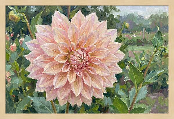 Dahlia Blossom In Bloom