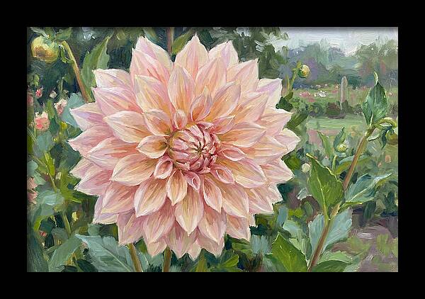 Dahlia Blossom In Bloom