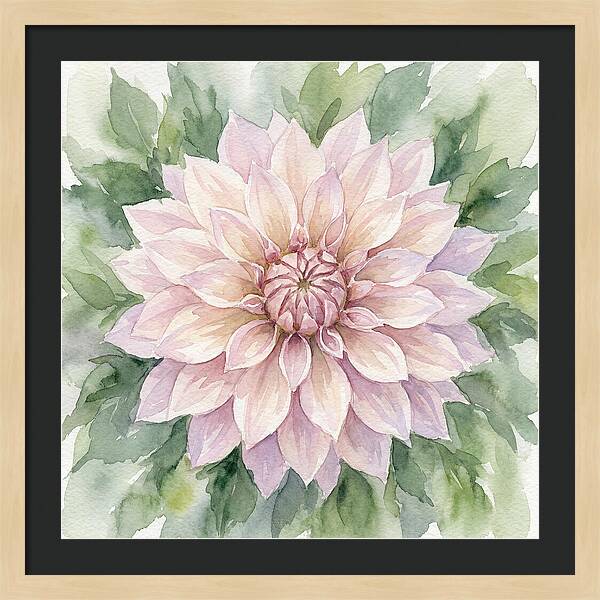 Dahlia Blossom In Watercolor
