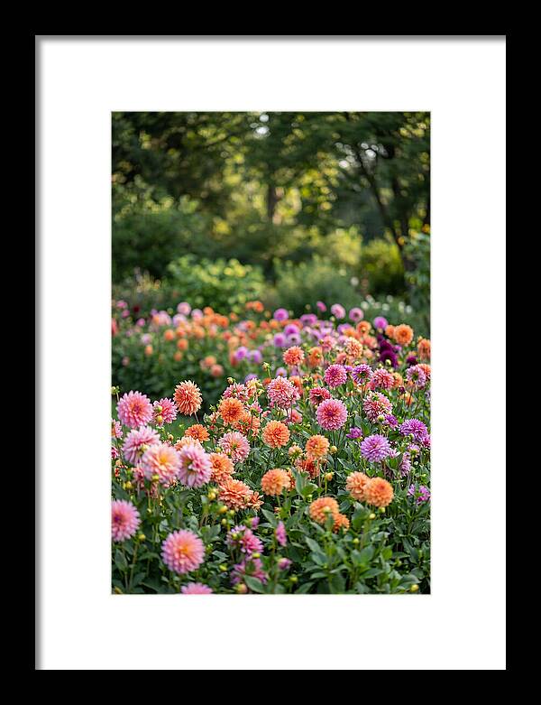 Dahlia Garden Delight