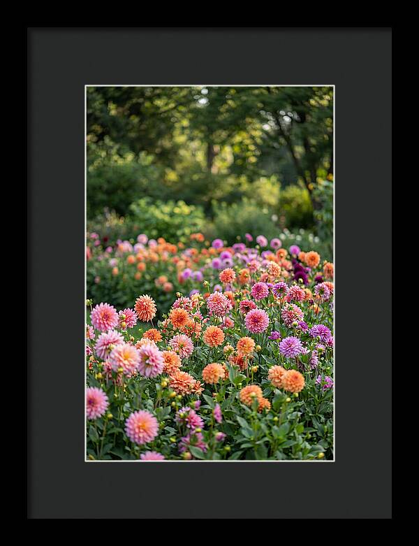 Dahlia Garden Delight