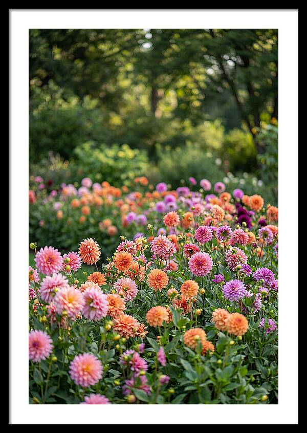 Dahlia Garden Delight