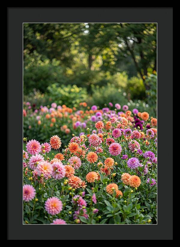 Dahlia Garden Delight