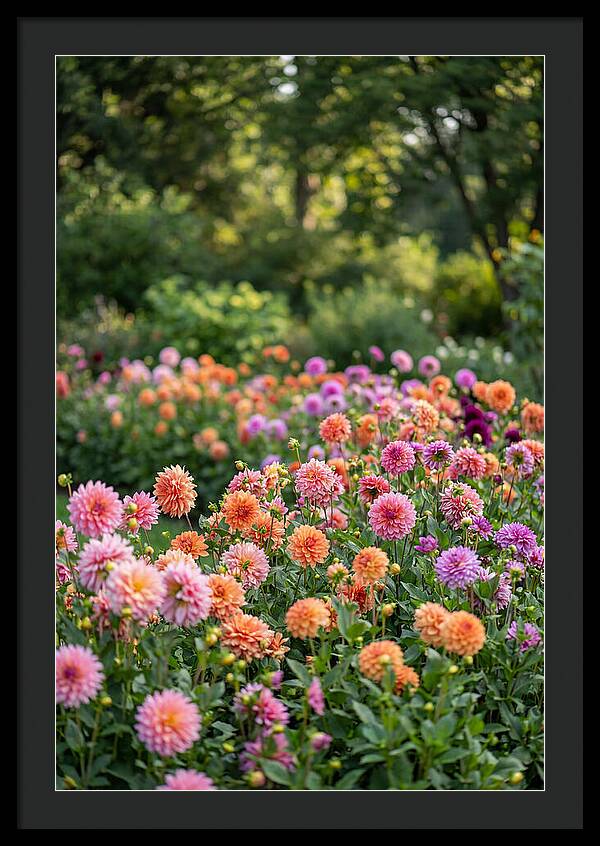Dahlia Garden Delight