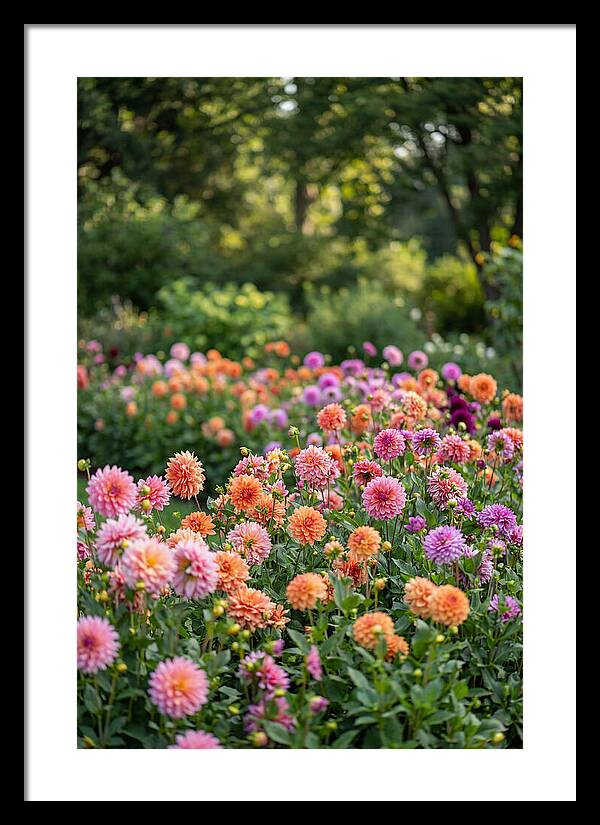 Dahlia Garden Delight