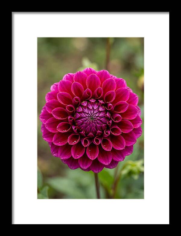 Dahlia Spiral