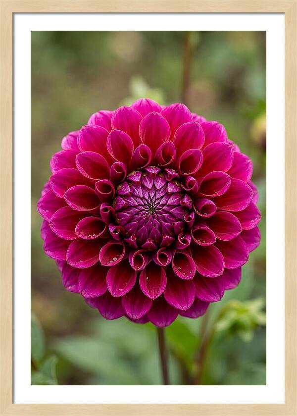Dahlia Spiral