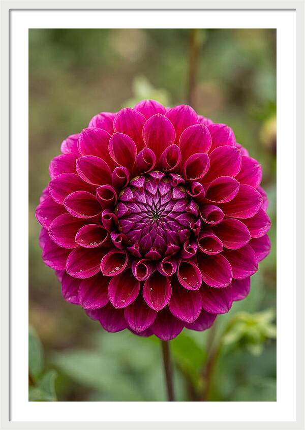 Dahlia Spiral
