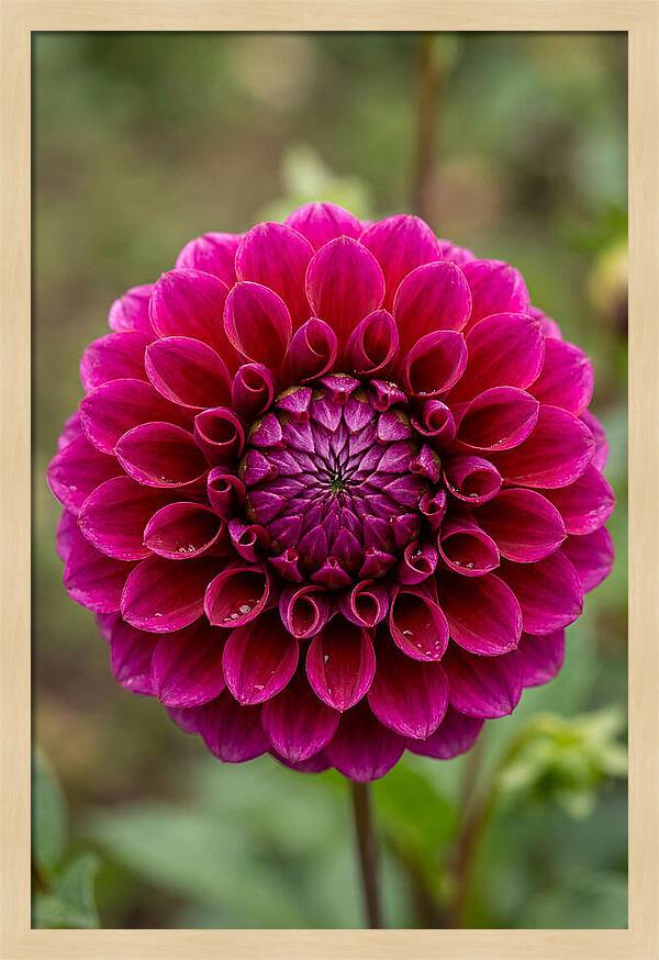 Dahlia Spiral