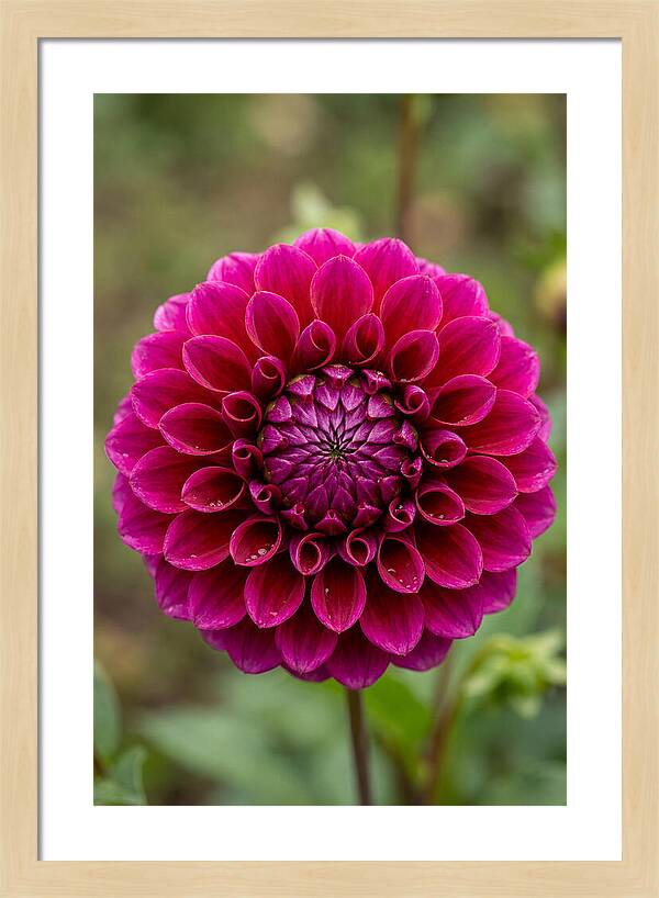 Dahlia Spiral