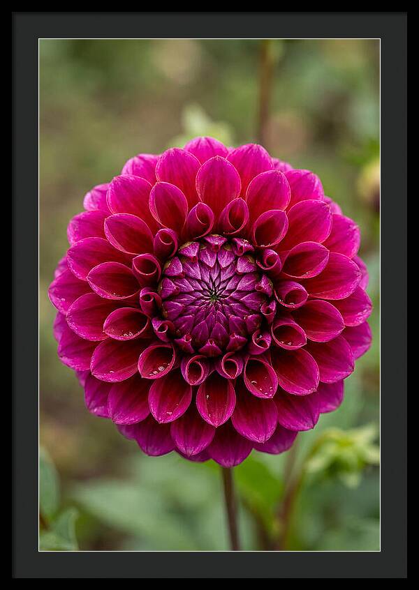 Dahlia Spiral