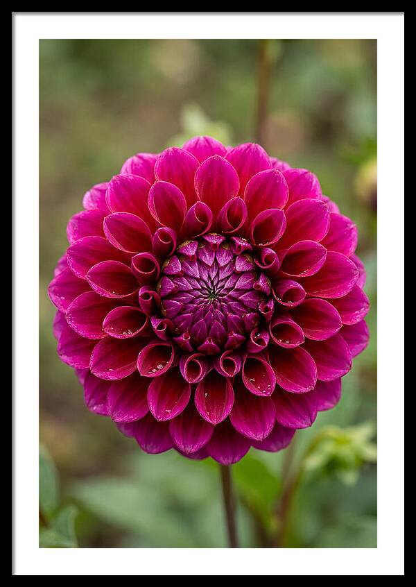 Dahlia Spiral