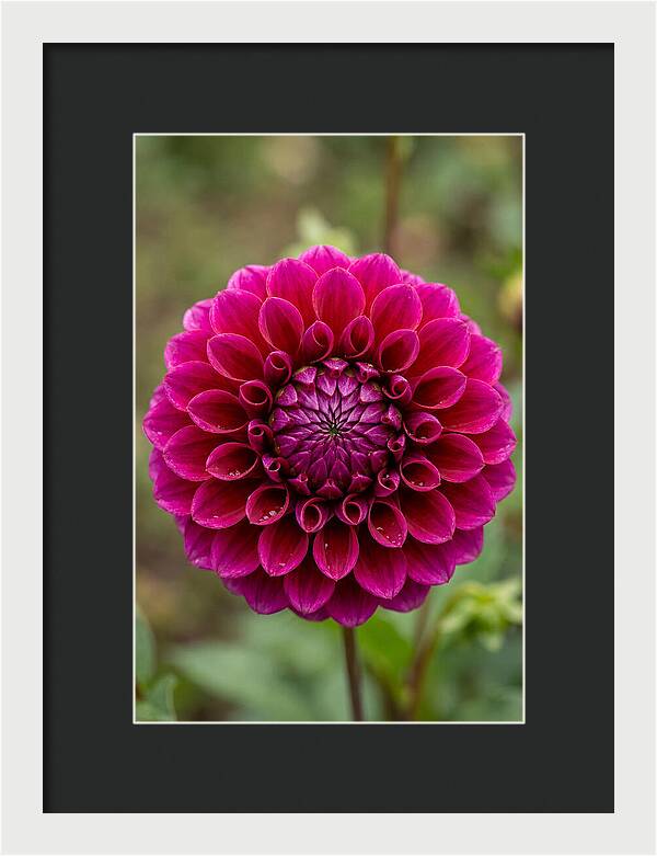 Dahlia Spiral