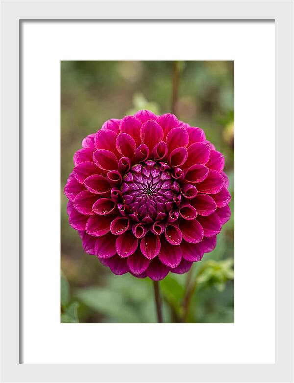 Dahlia Spiral
