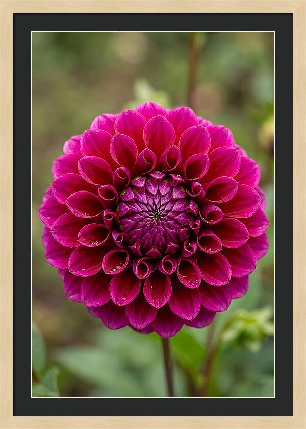 Dahlia Spiral
