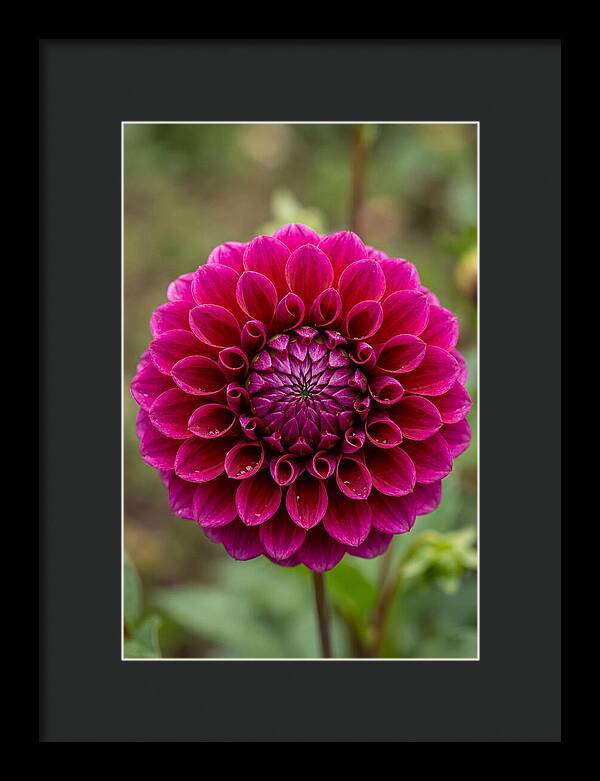 Dahlia Spiral