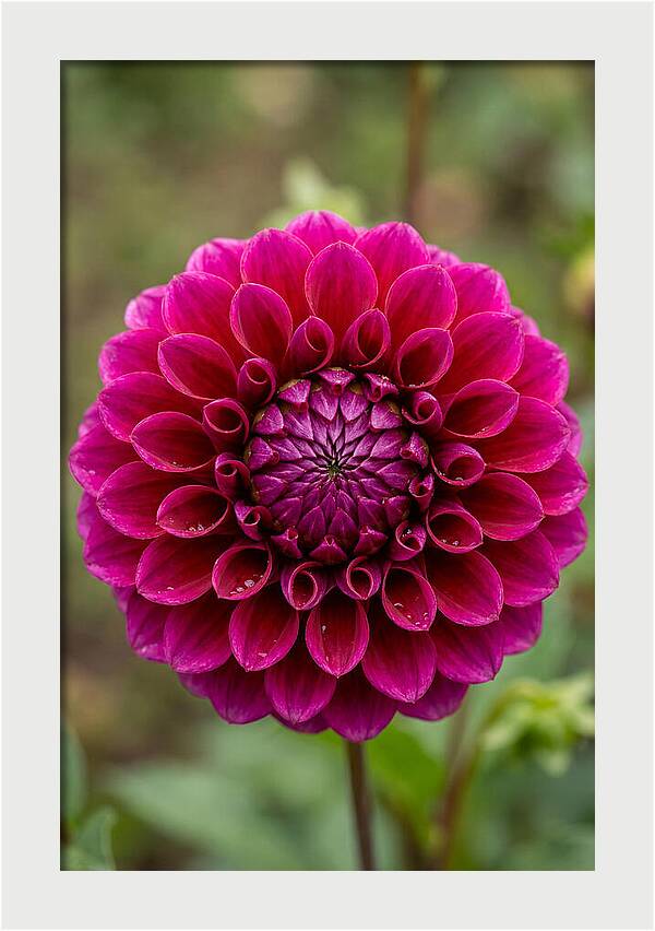 Dahlia Spiral