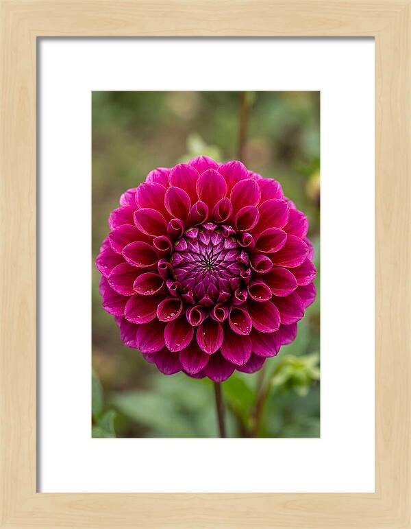 Dahlia Spiral