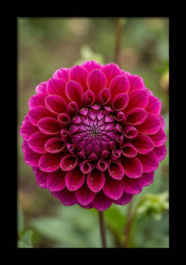 Dahlia Spiral