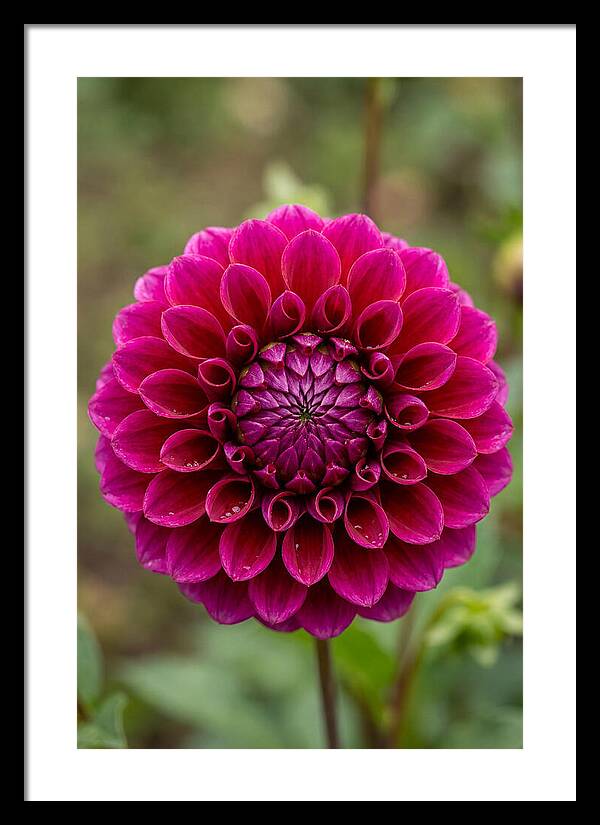 Dahlia Spiral