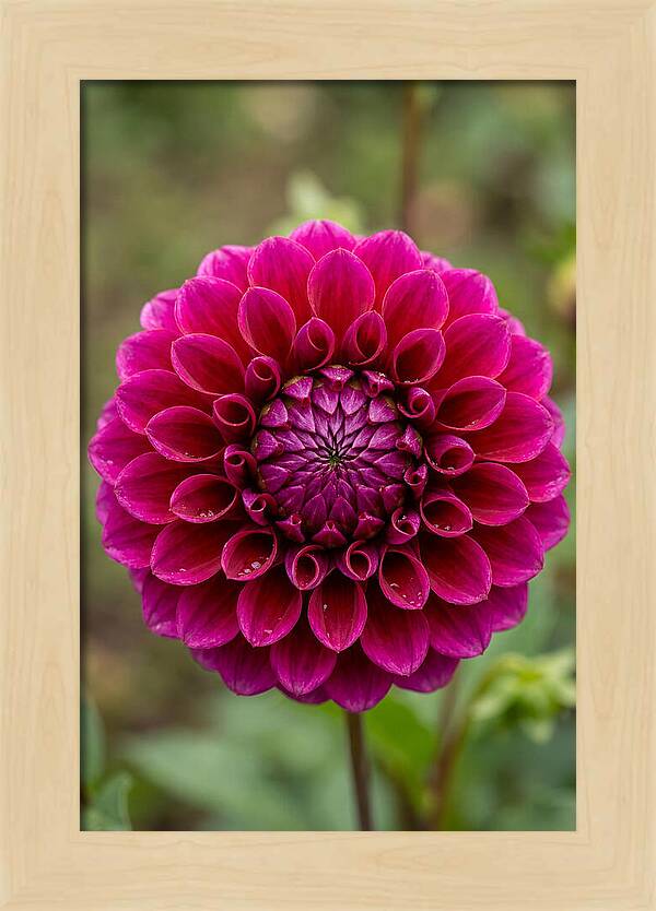 Dahlia Spiral